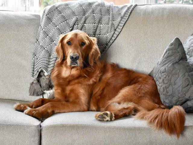 What you need to know if you are moving to Turkey with your pet?